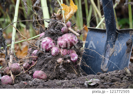 Freshly harvested sunchokes vegetables with shovel in garden soil also known as Jerusalem artichokes Freshly harvested sunchokes vegetables with shovel in garden soil also known as Jerusalem artichokes 121772505
