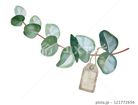 Illustration of eucalyptus branch and paper tag. Airy watercolor for creating postcards, invitations to weddings, birthdays, etc. Botanical drawing of green leaves. For design of cosmetics, perfumes. 121772656