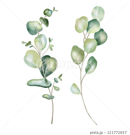 Hand-drawn watercolor illustration of two elegant eucalyptus branches with lush, aromatic leaves. Perfect for wedding invitations, botanical prints, minimalist home decor, romantic greeting cards. 121772657