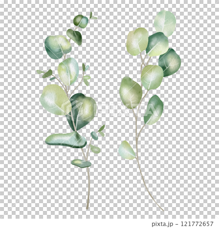 Hand-drawn watercolor illustration of two elegant eucalyptus branches with lush, aromatic leaves. Perfect for wedding invitations, botanical prints, minimalist home decor, romantic greeting cards. 121772657