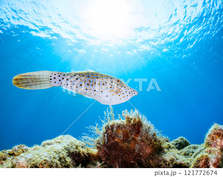 逆光の有毒だが美しいソウシハギ（カワハギ科）他。 静岡県伊豆半島賀茂郡南伊豆町中木ヒリゾ浜2024年 121772674
