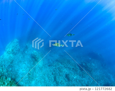 有毒だが美しいソウシハギ（カワハギ科）他。 静岡県伊豆半島賀茂郡南伊豆町中木ヒリゾ浜2024年 121772682