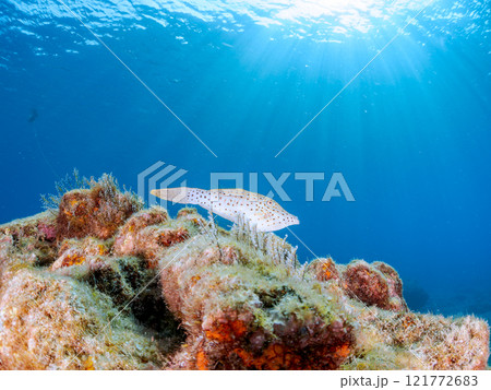 逆光の有毒だが美しいソウシハギ（カワハギ科）他。 静岡県伊豆半島賀茂郡南伊豆町中木ヒリゾ浜2024年 121772683