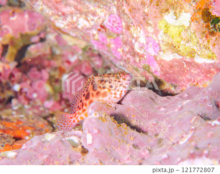 美しいテーブルサンゴと可愛いヒメゴンベ（ゴンベ科）の幼魚他。静岡県伊豆半島賀茂郡南伊豆町中木ヒリゾ浜 121772807