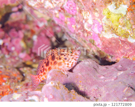 美しいテーブルサンゴと可愛いヒメゴンベ(ゴンベ科)の幼魚他。静岡県伊豆半島賀茂郡南伊豆町中木ヒリゾ浜 美しいテーブルサンゴと可愛いヒメゴンベ(ゴンベ科)の幼魚他。静岡県伊豆半島賀茂郡南伊豆町中木ヒリゾ浜 121772809
