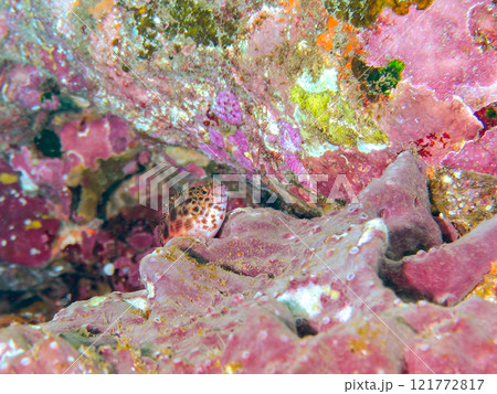 美しいテーブルサンゴと可愛いヒメゴンベ（ゴンベ科）の幼魚他。静岡県伊豆半島賀茂郡南伊豆町中木ヒリゾ浜 121772817