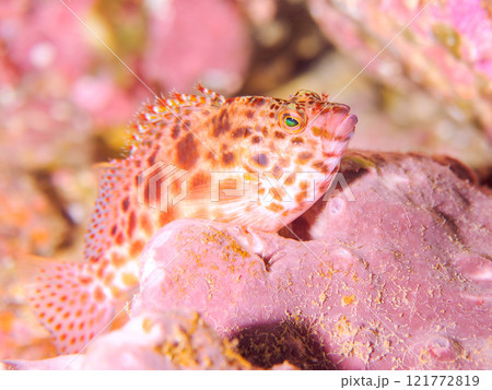 美しいテーブルサンゴと可愛いヒメゴンベ（ゴンベ科）の幼魚他。静岡県伊豆半島賀茂郡南伊豆町中木ヒリゾ浜 121772819