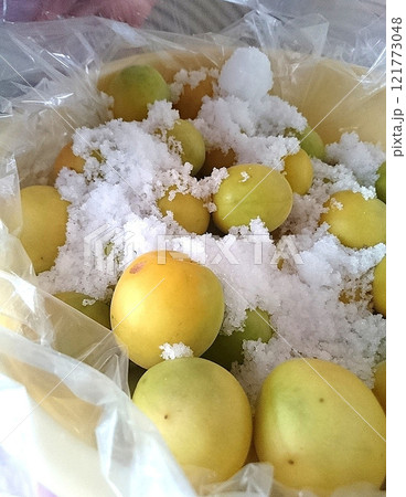 梅干し 塩漬け中の梅 梅干し 塩漬け中の梅 121773048