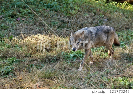 カメラ目線で歩くオオカミ 121773245