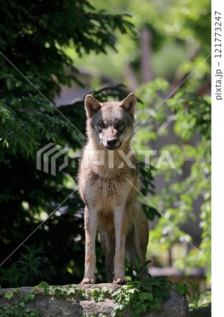 カメラ目線で立つタイリクオオカミ カメラ目線で立つタイリクオオカミ 121773247
