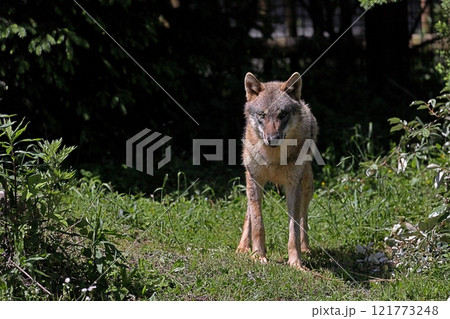 草の上に立つカメラ目線のオオカミ 草の上に立つカメラ目線のオオカミ 121773248