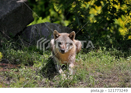 草の上に座るカメラ目線のオオカミ 草の上に座るカメラ目線のオオカミ 121773249