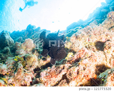 エスカを振って魚を呼び寄せて狩る、巨大なオオモンカエルアンコウ。 伊豆半島賀茂郡南伊豆町中木ヒリゾ浜 121773320