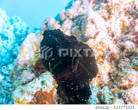 エスカを振って魚を呼び寄せて狩る、巨大なオオモンカエルアンコウ。 伊豆半島賀茂郡南伊豆町中木ヒリゾ浜 121773325