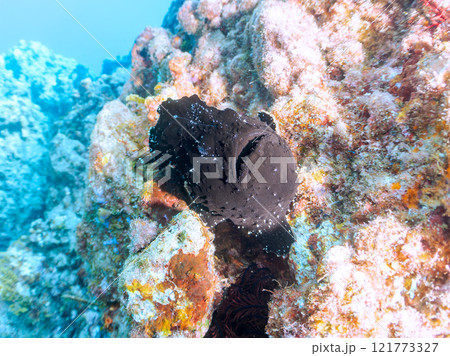 エスカを振って魚を呼び寄せて狩る、巨大なオオモンカエルアンコウ。 伊豆半島賀茂郡南伊豆町中木ヒリゾ浜 121773327