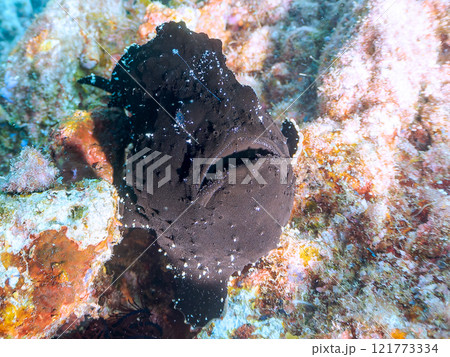 エスカを振って魚を呼び寄せて狩る、巨大なオオモンカエルアンコウ。 伊豆半島賀茂郡南伊豆町中木ヒリゾ浜 121773334