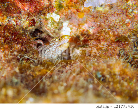 美しいワカウツボ(ウツボ科)の幼魚。 静岡県伊豆半島賀茂郡南伊豆町中木ヒリゾ浜2024年 美しいワカウツボ(ウツボ科)の幼魚。 静岡県伊豆半島賀茂郡南伊豆町中木ヒリゾ浜2024年 121773410