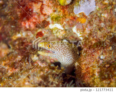 美しいワカウツボ(ウツボ科)の幼魚。 静岡県伊豆半島賀茂郡南伊豆町中木ヒリゾ浜2024年 美しいワカウツボ(ウツボ科)の幼魚。 静岡県伊豆半島賀茂郡南伊豆町中木ヒリゾ浜2024年 121773411