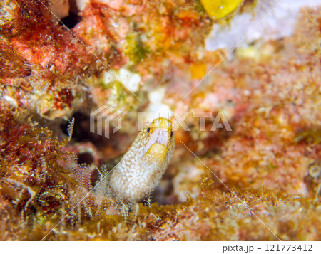 美しいワカウツボ(ウツボ科)の幼魚。 静岡県伊豆半島賀茂郡南伊豆町中木ヒリゾ浜2024年 美しいワカウツボ(ウツボ科)の幼魚。 静岡県伊豆半島賀茂郡南伊豆町中木ヒリゾ浜2024年 121773412