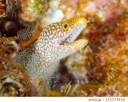 美しいワカウツボ（ウツボ科）の幼魚。 静岡県伊豆半島賀茂郡南伊豆町中木ヒリゾ浜2024年 121773418
