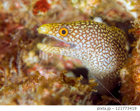 美しいワカウツボ（ウツボ科）の幼魚。 静岡県伊豆半島賀茂郡南伊豆町中木ヒリゾ浜2024年 121773419
