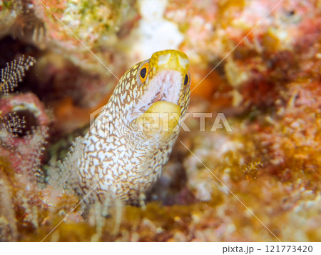 美しいワカウツボ（ウツボ科）の幼魚。 静岡県伊豆半島賀茂郡南伊豆町中木ヒリゾ浜2024年 121773420