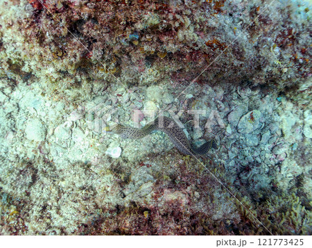 美しいワカウツボ(ウツボ科)。 静岡県伊豆半島賀茂郡南伊豆町中木ヒリゾ浜2024年 美しいワカウツボ(ウツボ科)。 静岡県伊豆半島賀茂郡南伊豆町中木ヒリゾ浜2024年 121773425