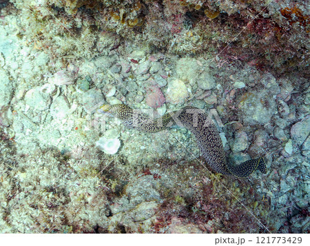 美しいワカウツボ（ウツボ科）。 静岡県伊豆半島賀茂郡南伊豆町中木ヒリゾ浜2024年 121773429