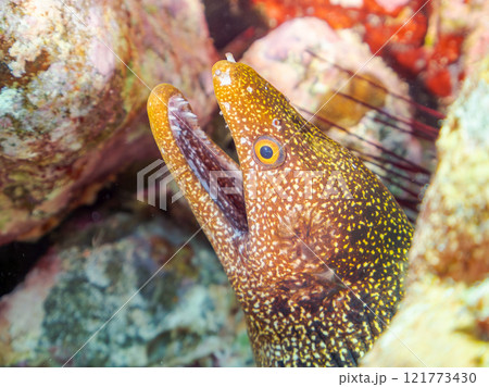 美しいワカウツボ（ウツボ科）。 静岡県伊豆半島賀茂郡南伊豆町中木ヒリゾ浜2024年 121773430