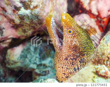 美しいワカウツボ(ウツボ科)。 静岡県伊豆半島賀茂郡南伊豆町中木ヒリゾ浜2024年 美しいワカウツボ(ウツボ科)。 静岡県伊豆半島賀茂郡南伊豆町中木ヒリゾ浜2024年 121773431