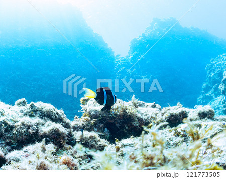 美しいイソギンチャク畑の可愛いクマノミ（クマノミ亜科）の幼魚。 伊豆半島賀茂郡南伊豆町中木ヒリゾ浜 121773505