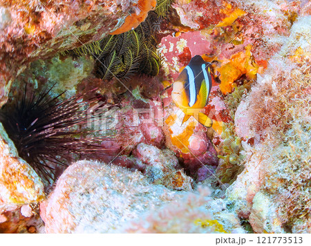 美しいイソギンチャク畑の可愛いクマノミ（クマノミ亜科）の幼魚。 伊豆半島賀茂郡南伊豆町中木ヒリゾ浜 121773513