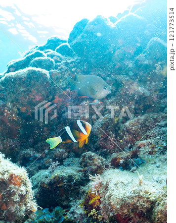 美しいイソギンチャク畑の可愛いクマノミ（クマノミ亜科）の幼魚。 伊豆半島賀茂郡南伊豆町中木ヒリゾ浜 121773514