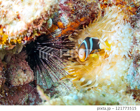 美しいイソギンチャク畑の可愛いクマノミ（クマノミ亜科）の幼魚。 伊豆半島賀茂郡南伊豆町中木ヒリゾ浜 121773515