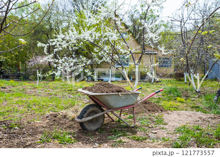 A garden wheelbarrow filled with soil and manure for spring fertilizing stands under a blooming tree in a green garden. A rural house is visible in the background A garden wheelbarrow filled with soil and manure for spring fertilizing stands under a blooming tree in a green garden. A rural house is visible in the background 121773557