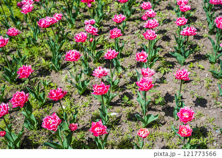 Bright pink tulips blooming in a garden during spring, symbolizing renewal and the beginning of the season. Perfect for greeting cards or spring-themed designs 121773566