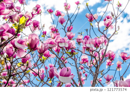 Blooming pink Saucer Magnolias under a clear blue sky in spring, Primorsky Krai, Russian Far East Blooming pink Saucer Magnolias under a clear blue sky in spring, Primorsky Krai, Russian Far East 121773574