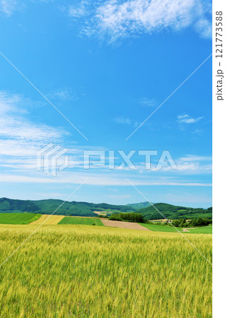 北海道　夏の青空と麦畑の風景 121773588