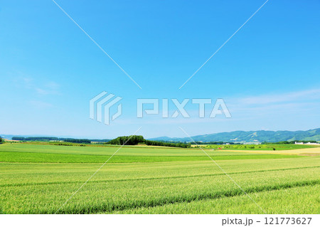 北海道 北見市 夏の青空と玉ねぎ畑 北海道 北見市 夏の青空と玉ねぎ畑 121773627
