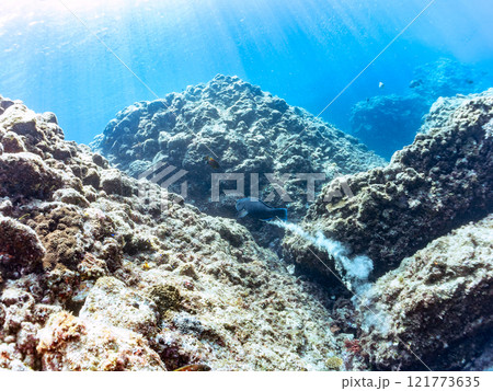 大きく美しいアオブダイ（ブダイ科）他。 静岡県伊豆半島賀茂郡南伊豆町中木ヒリゾ浜2024年 121773635