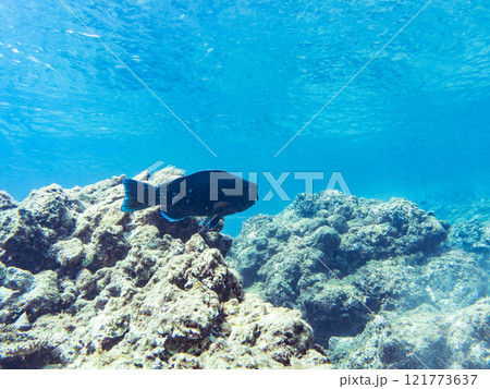 大きく美しいアオブダイ（ブダイ科）他。 静岡県伊豆半島賀茂郡南伊豆町中木ヒリゾ浜2024年 121773637