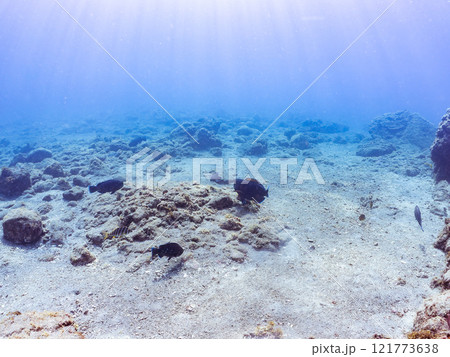 大きく美しいアオブダイ（ブダイ科）他。 静岡県伊豆半島賀茂郡南伊豆町中木ヒリゾ浜2024年 121773638