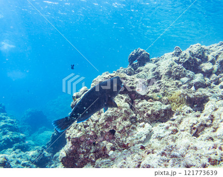 大きく美しいアオブダイ（ブダイ科）他。 静岡県伊豆半島賀茂郡南伊豆町中木ヒリゾ浜2024年 121773639