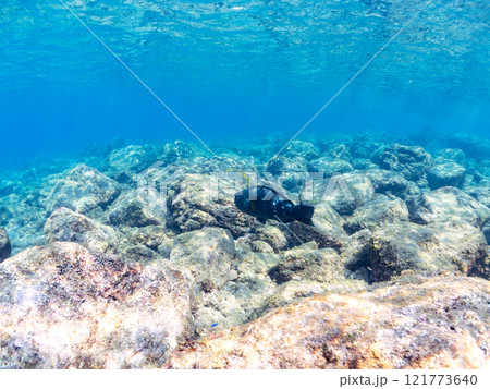 大きく美しいアオブダイ(ブダイ科)他。 静岡県伊豆半島賀茂郡南伊豆町中木ヒリゾ浜2024年 大きく美しいアオブダイ(ブダイ科)他。 静岡県伊豆半島賀茂郡南伊豆町中木ヒリゾ浜2024年 121773640