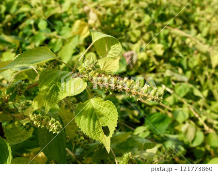 The perilla plants are blooming in the autumn fields The perilla plants are blooming in the autumn fields 121773860