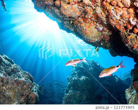 美しいツノダシ、ホウライヒメジ、チョウチョウウオ他の群れ。 静岡県伊豆半島賀茂郡南伊豆町中木ヒリゾ浜 121773905