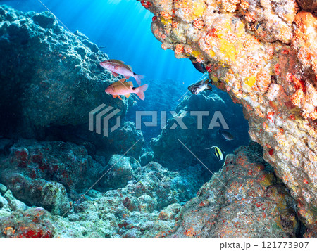 美しいツノダシ、ホウライヒメジ、チョウチョウウオ他の群れ。 静岡県伊豆半島賀茂郡南伊豆町中木ヒリゾ浜 121773907