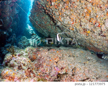 美しいツノダシ（ツノダシ科）の小群。静岡県伊豆半島賀茂郡南伊豆町中木ヒリゾ浜2024年 121773975