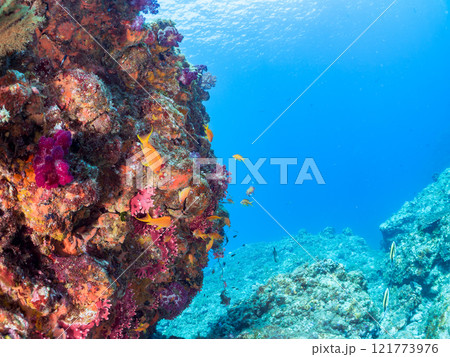美しいツノダシ（ツノダシ科）の小群。静岡県伊豆半島賀茂郡南伊豆町中木ヒリゾ浜2024年 121773976