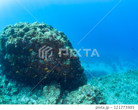 美しいツノダシ（ツノダシ科）の小群。静岡県伊豆半島賀茂郡南伊豆町中木ヒリゾ浜2024年 121773985